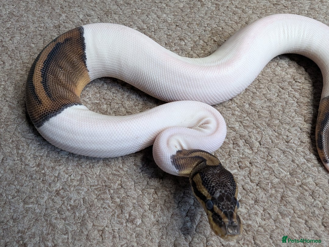 Python Snake reptiles for sale: 2025 Royal Python Hatchlings  - Image 2