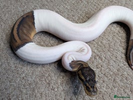 Python Snake reptiles - Advert 12