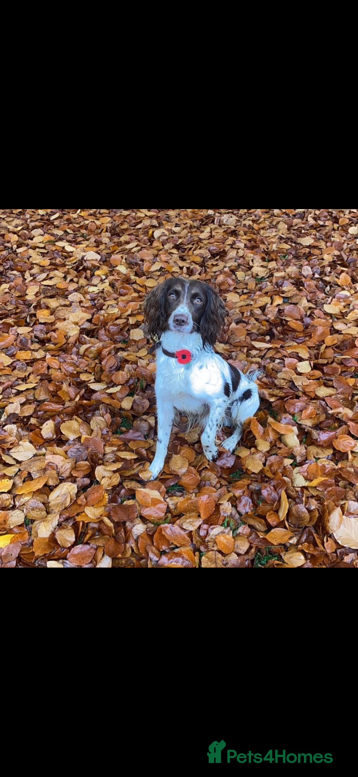 English Springer Spaniel dogs English springer spaniel  - Advert 1