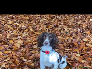 English Springer Spaniel dogs English springer spaniel - Advert 1