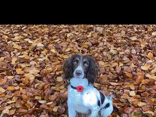 English Springer Spaniel dogs English springer spaniel - Advert 15