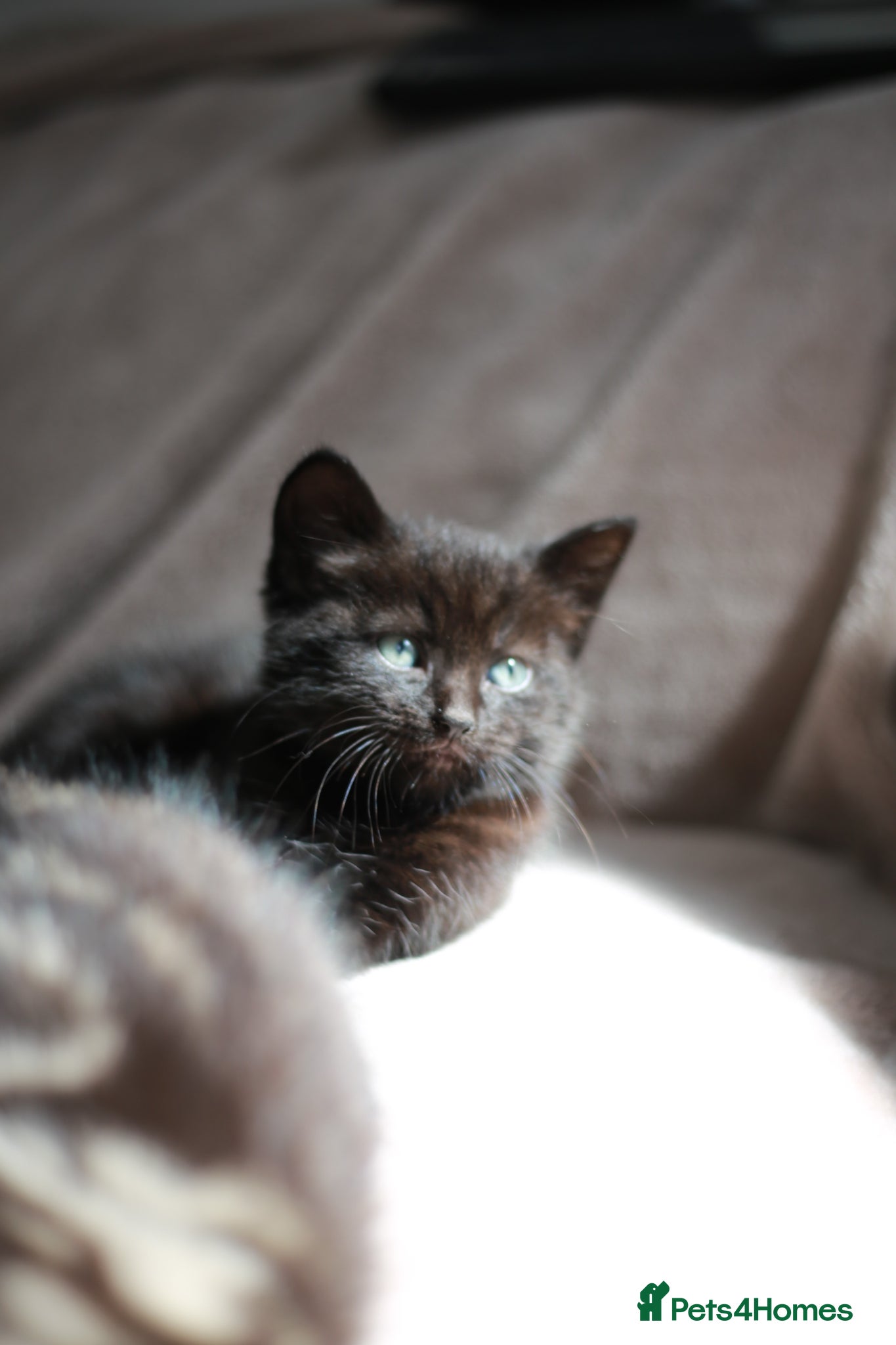 Mixed Breed cats ADORABLE KITTENS - Advert 1