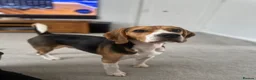 Beagle dogs for sale: Beautiful Beagle Puppies Looking For A Loving Home - Advert 4