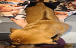 Rhodesian Ridgeback dogs for sale: Super chunky Rhodesian Ridgeback puppy - Image 5