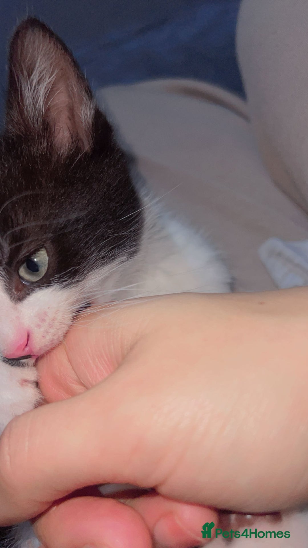 British Shorthair cats for sale: 11 Week Old Male Kitten Black & White Shorthair - Advert 5
