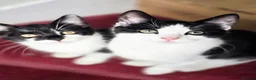 Mixed Breed cats for sale: These are exceptional kittens. - Advert 16
