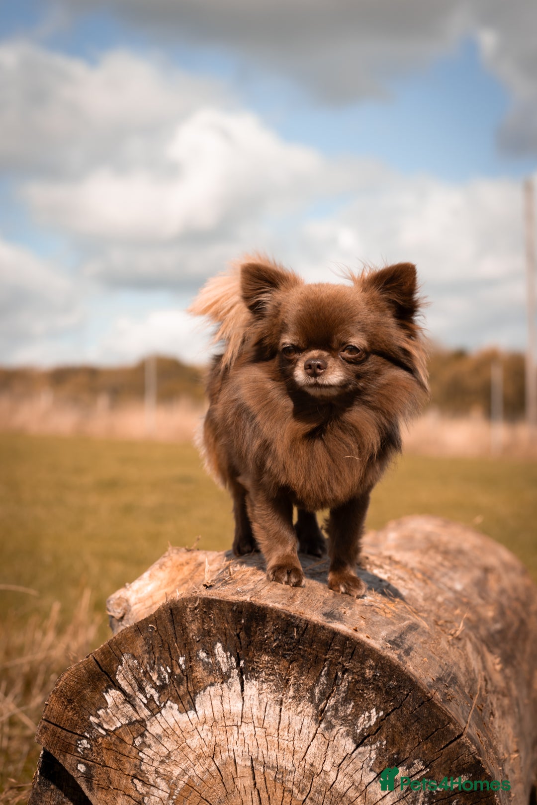 Chihuahua dogs for stud: ❤️ KC REG EXTENSIVELY HEALTH TESTED STUD ❤️ in London - Advert 5