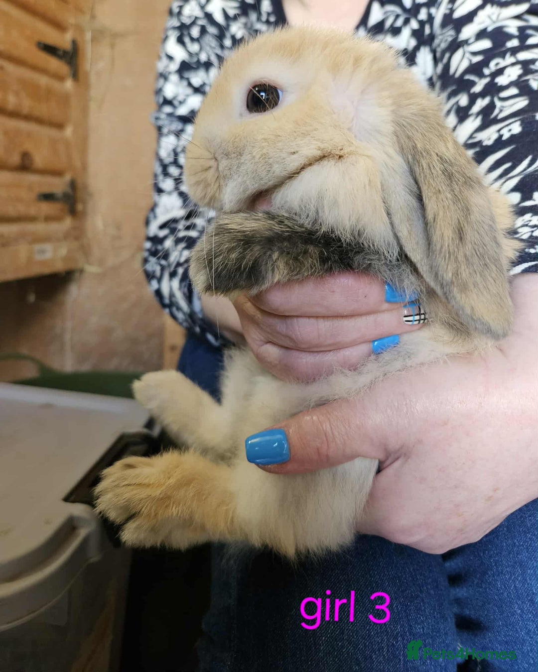 Mini Lop rabbits for sale: 8 mini lops forsale £50 each  - Image 12