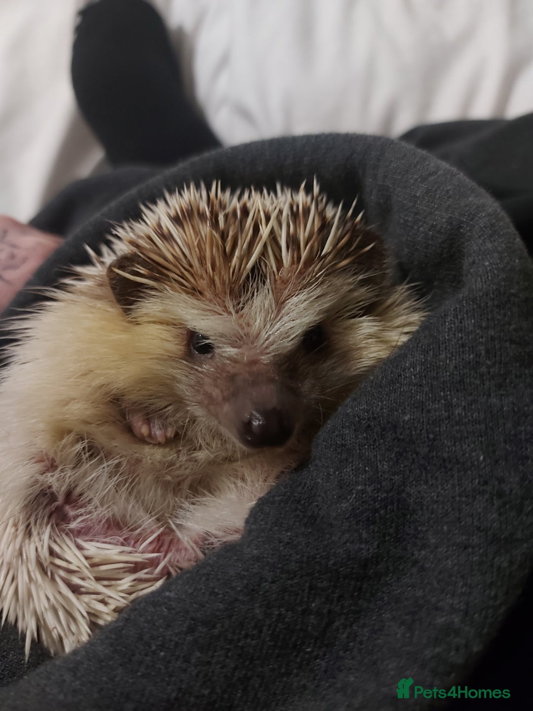 Pygmy Hedgehog rodents for sale: African Pygamy Hedgehog  - Advert 5