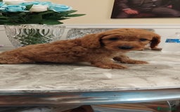 Cockapoo dogs for sale: F1 Cockapoo pups for sale  - Image 1