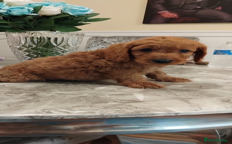 Cockapoo dogs - Advert 1