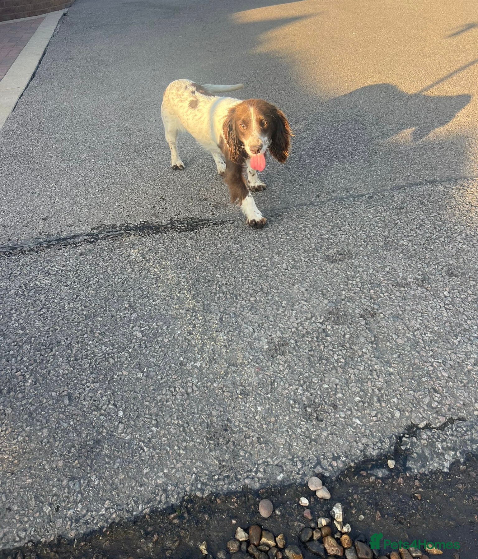 Sprocker dogs for sale: 6 beautiful sprocker - Advert 2
