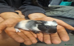 Guinea Pig rodents for sale: 2 female and 2 male Guinea pigs for sale! - Image 6
