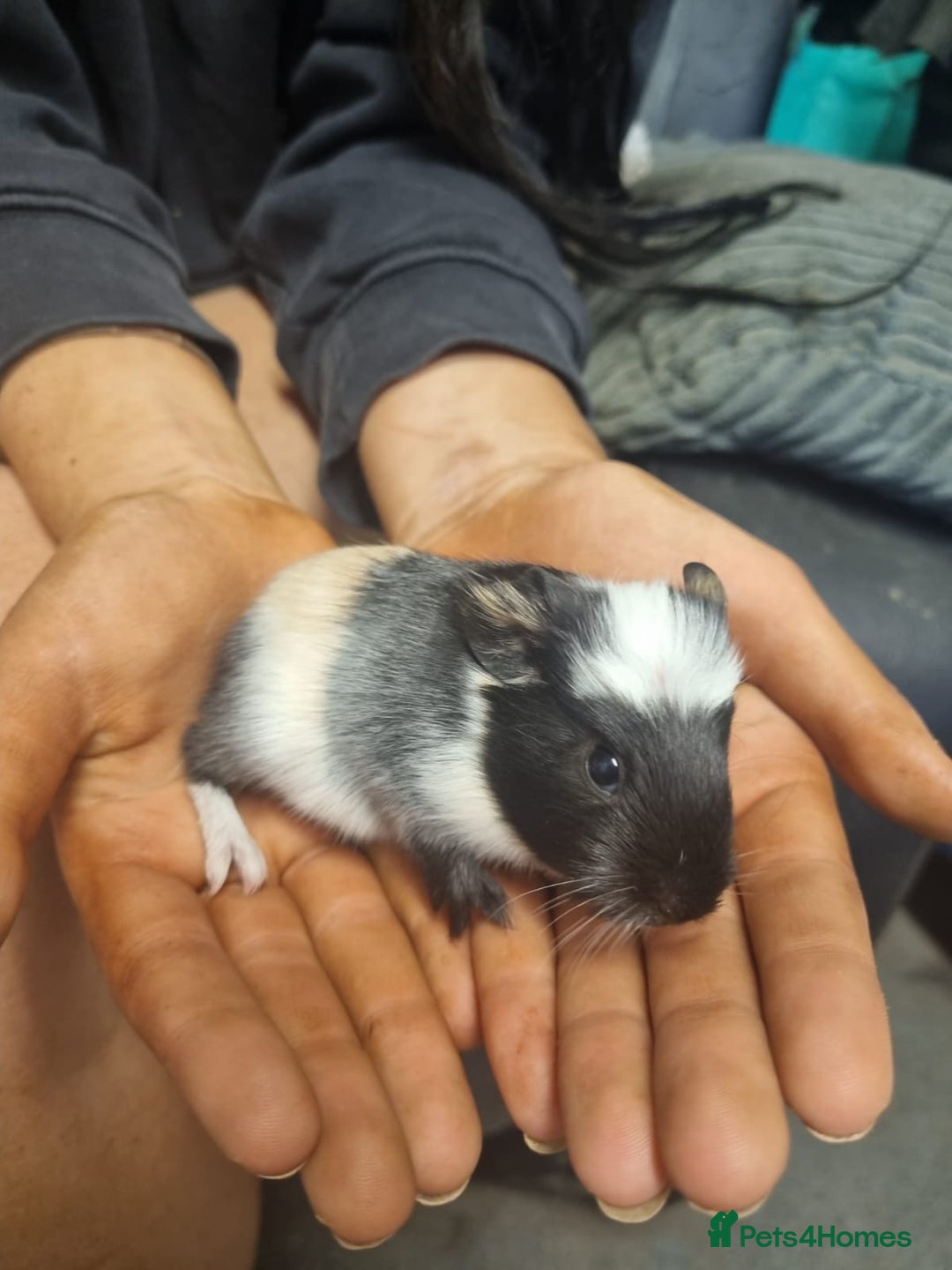 Guinea Pig rodents for sale: 2 female and 2 male Guinea pigs for sale! - Image 6