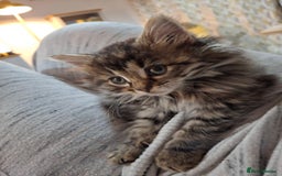 Ragdoll cats for sale: Beautiful Bengal/Ragdoll Male Kitten - Image 15