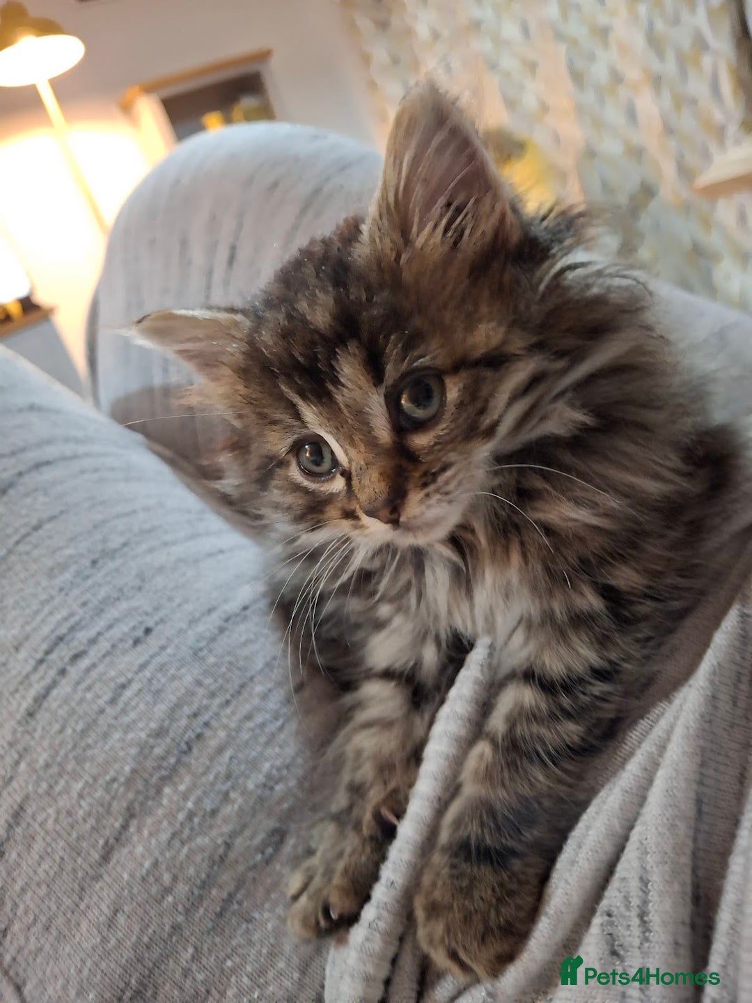 Ragdoll cats for sale: Beautiful Bengal/Ragdoll Male Kitten - Image 15