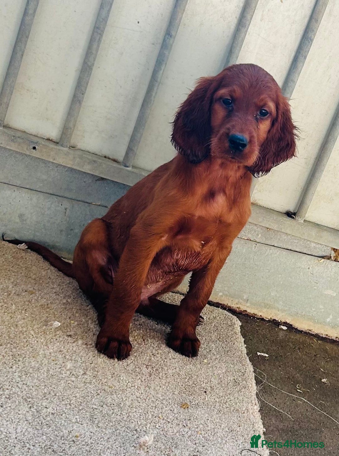 Irish Setter dogs for sale: Outstanding red Irish setters puppies - Image 6
