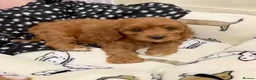Cavapoo dogs for sale: F1B CAVAPOO PUPPIES  in Preston - Advert 3