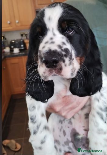 English Springer Spaniel dogs KC Registered Show Type English Springer Spaniels - Advert 15