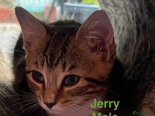 Mixed Breed cats - Advert 27