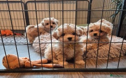 Maltipoo dogs for sale: F1 Maltipoo puppies 🐶 Just 2 girls remaining  - Advert 26
