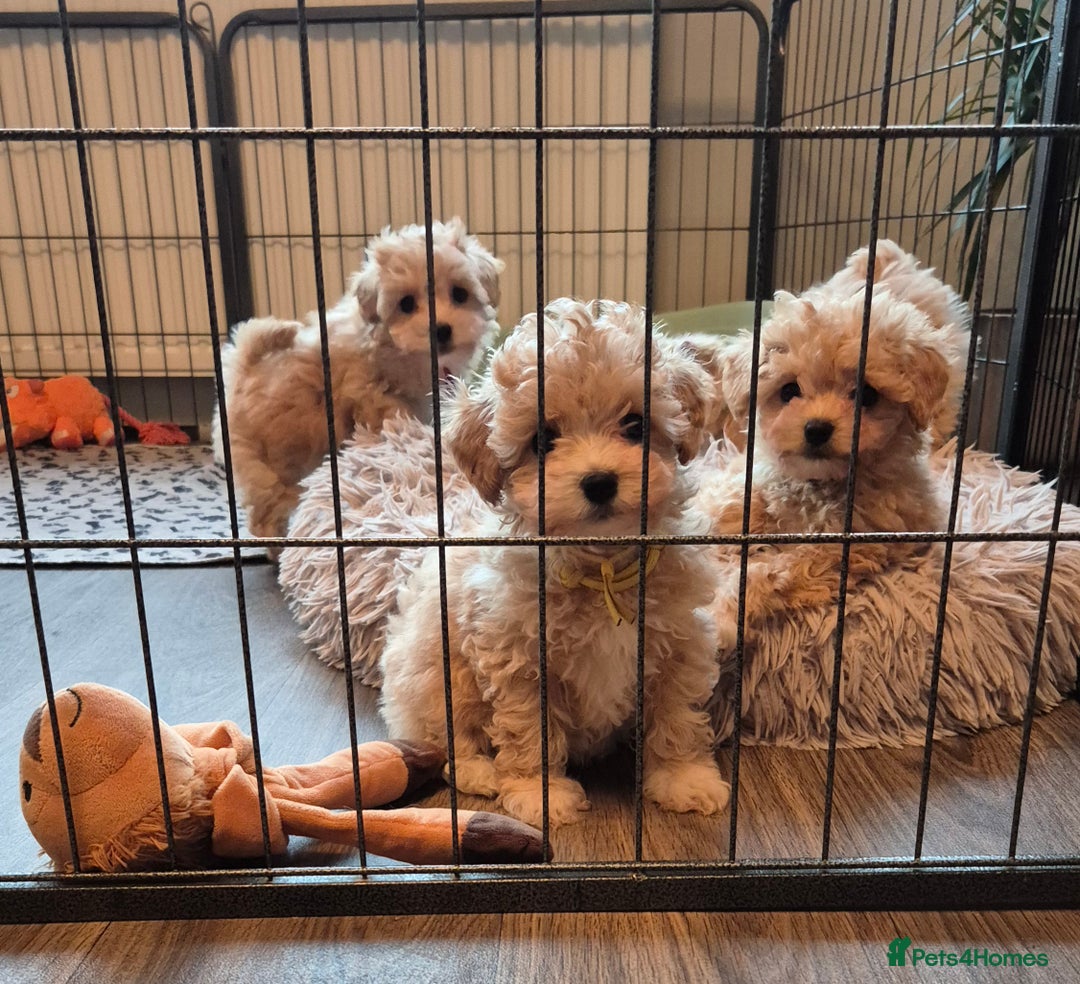 Maltipoo dogs for sale: F1 Maltipoo puppies 🐶 Just 2 girls remaining  - Advert 26