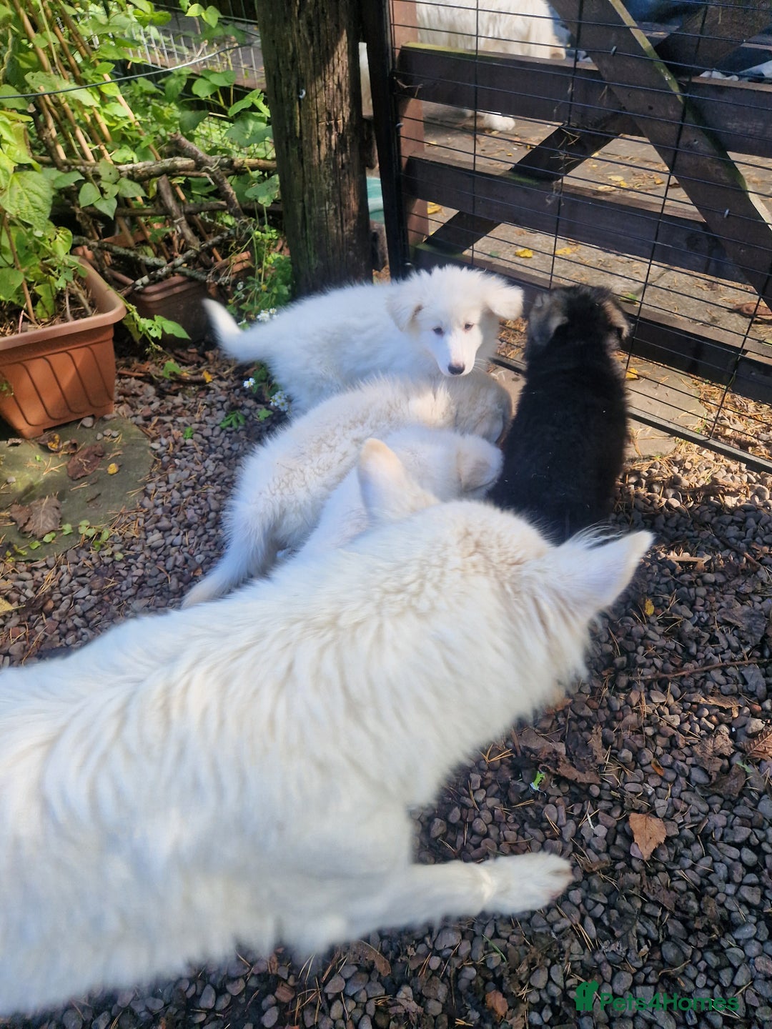 German Shepherd dogs for sale: Gorgeous long coated German Shepherd puppies - Image 12