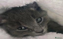 Mixed Breed cats for sale: Little Grey Boy Kitten - Image 6