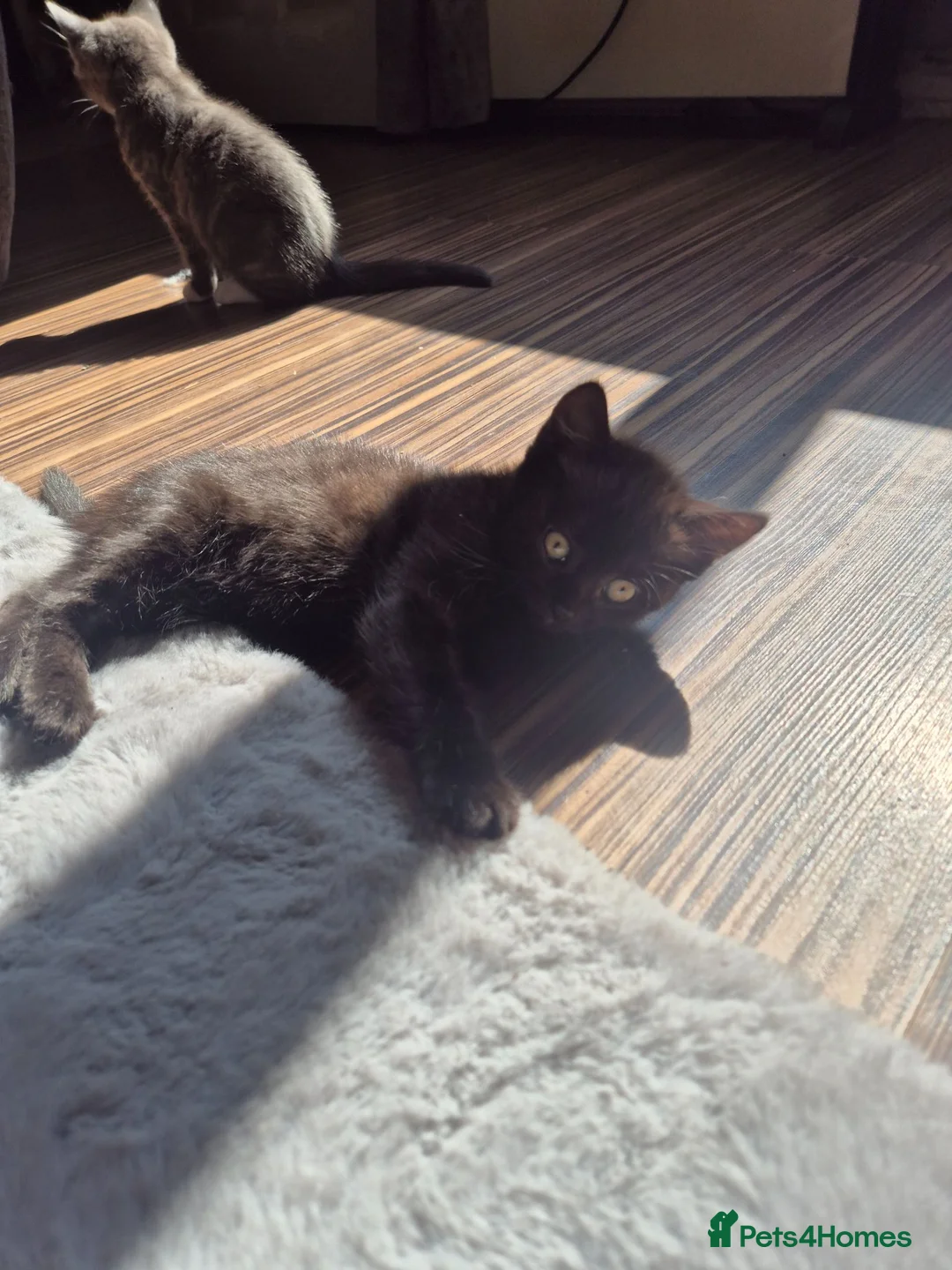British Shorthair cats for sale: Half British shorthair £80 - Advert 2