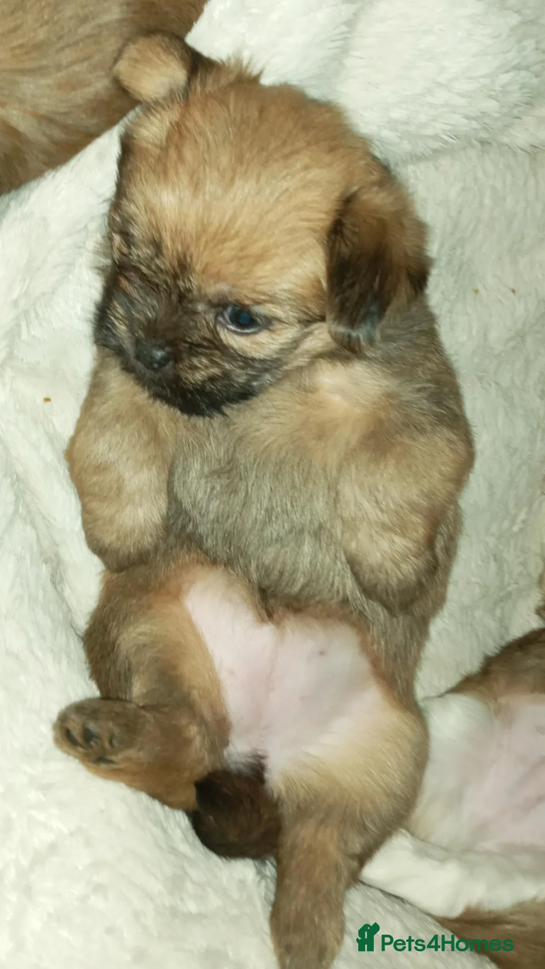 Mixed Breed dogs for sale: 2 BEAUTIFUL PUPS FOR SALE in Manchester - Advert 1