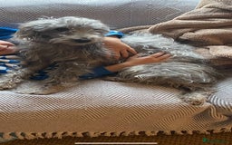 Mixed Breed dogs for sale: Bedlington Terrier X Whippet Puppies ⭐️ - Image 24