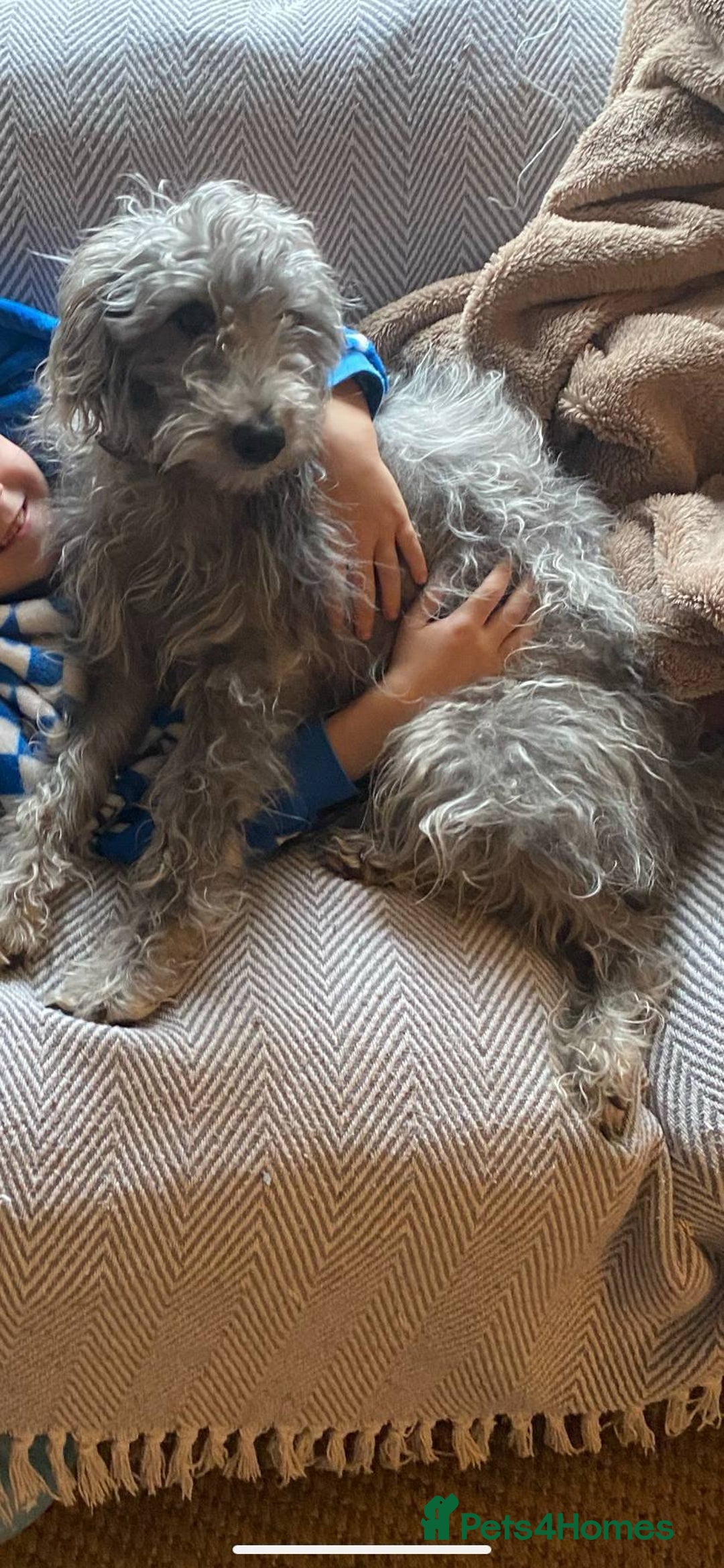 Mixed Breed dogs for sale: Bedlington Terrier X Whippet Puppies ⭐️ - Image 24