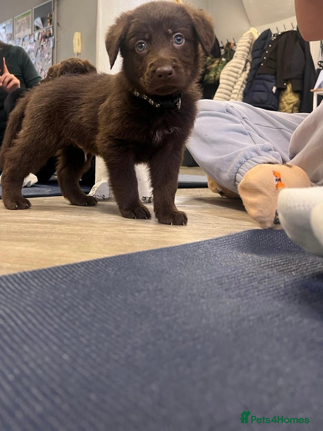 Mixed Breed dogs for sale: Beautiful Puppies – ONLY / LEFT!!! - Advert 37