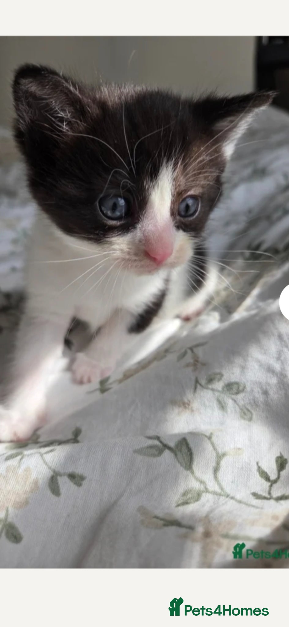 Mixed Breed cats 💜😻Ragdoll x BSH kittens ❤️ - Advert 2