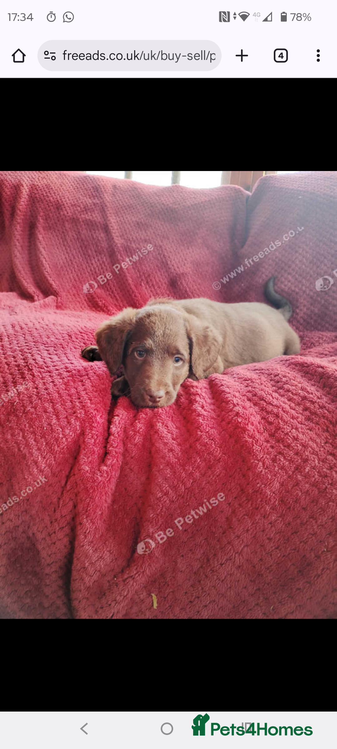 Labradoodle dogs for sale: Labradoodle puppies - Advert 8