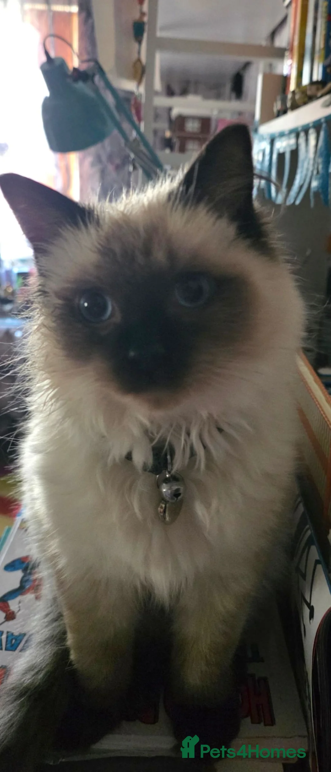 Ragdoll cats for sale: Seal point Boy - Advert 1