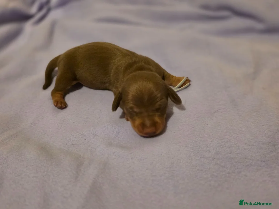 Miniature Dachshund dogs for sale: 🐾Stunning KC Reg Miniature Dachshund Puppie🐾 - Advert 24
