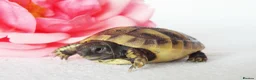 Hermann Tortoise reptiles for sale: Herman hatchlings  - Advert 2
