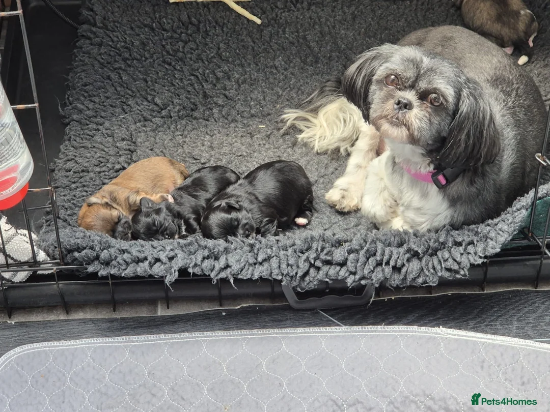 Shih Tzu dogs for sale: Shih Tzu puppies in Sheffield - Advert 5