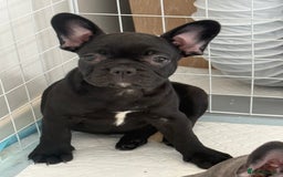 French Bulldog dogs for sale:  Adorable Frenchies Puppies Ready for them home - Image 17