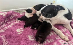 Boston Terrier dogs for sale: BOSTON TERRIER PUPS - Image 2