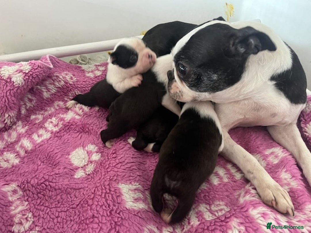 Boston Terrier dogs for sale: BOSTON TERRIER PUPS - Image 2