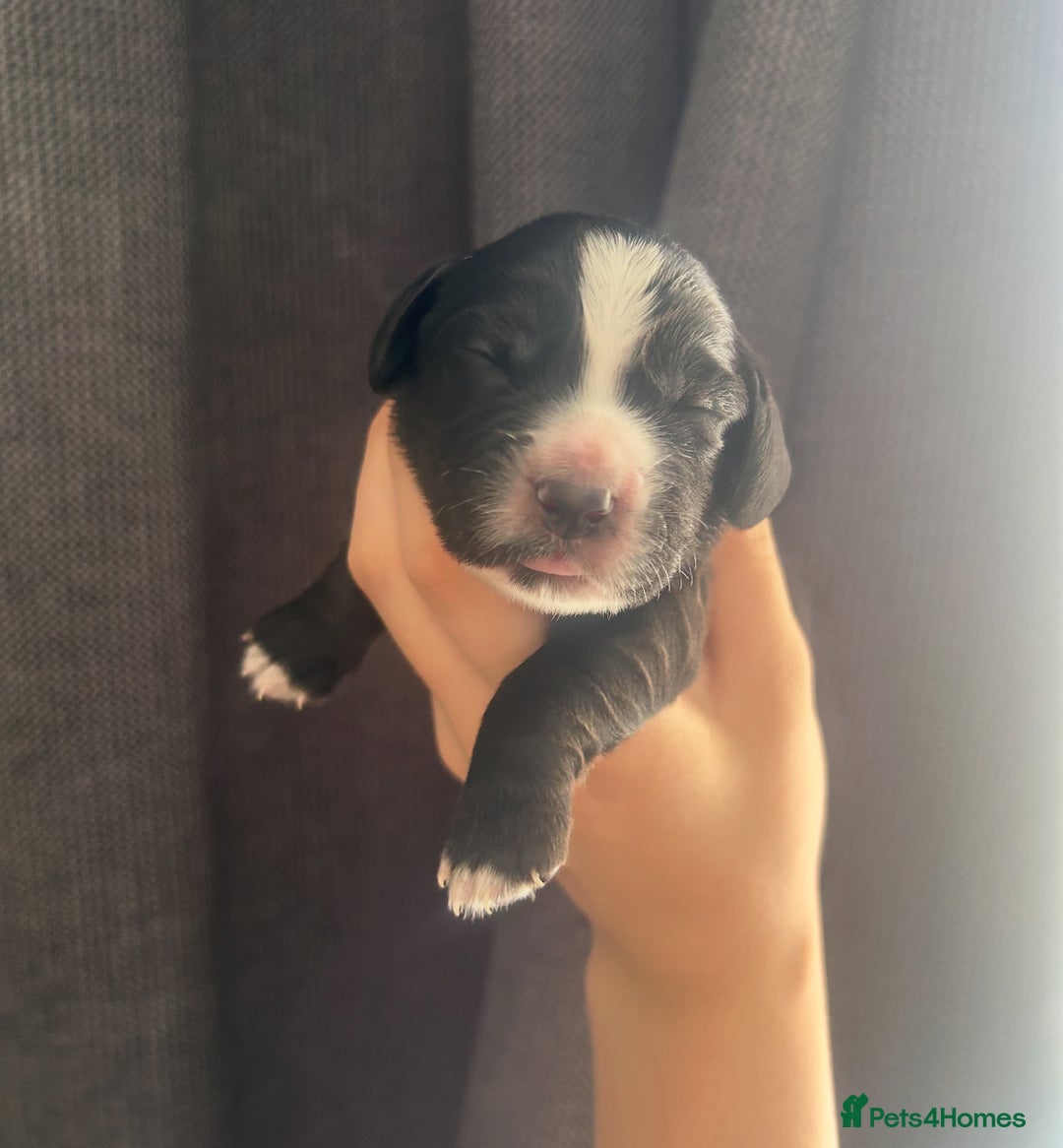 Cocker Spaniel dogs for sale: KC Registered Working Cocker Spaniel puppies - Image 13