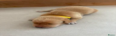 Yellow Collar Boy