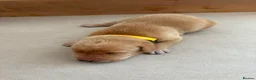 Labrador Retriever dogs for sale: Health Tested Champion Pedigree Pups - Advert 17