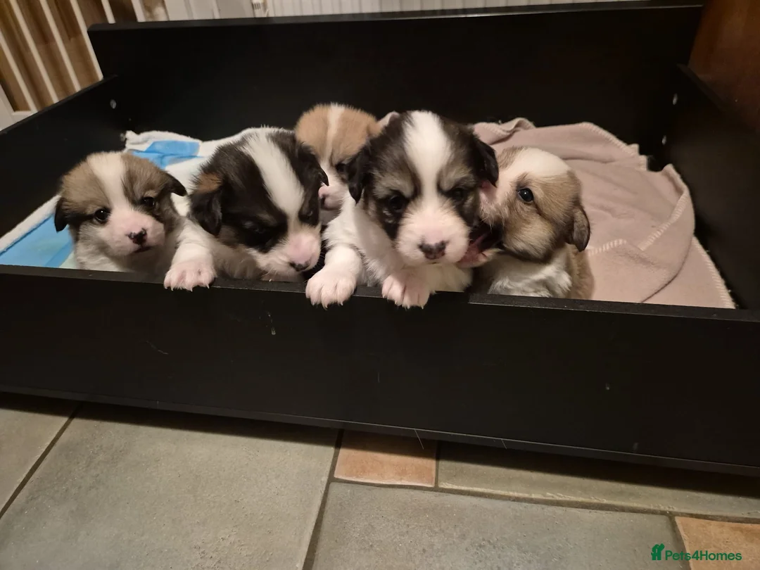 Welsh Corgi Pembroke dogs for sale: Adorable Pembroke corgi pups, KC registered - Advert 2
