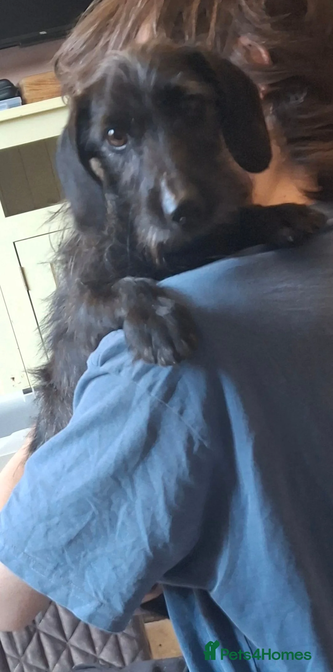 Dachshund dogs for sale: 2 year old Dachshund  - Advert 2