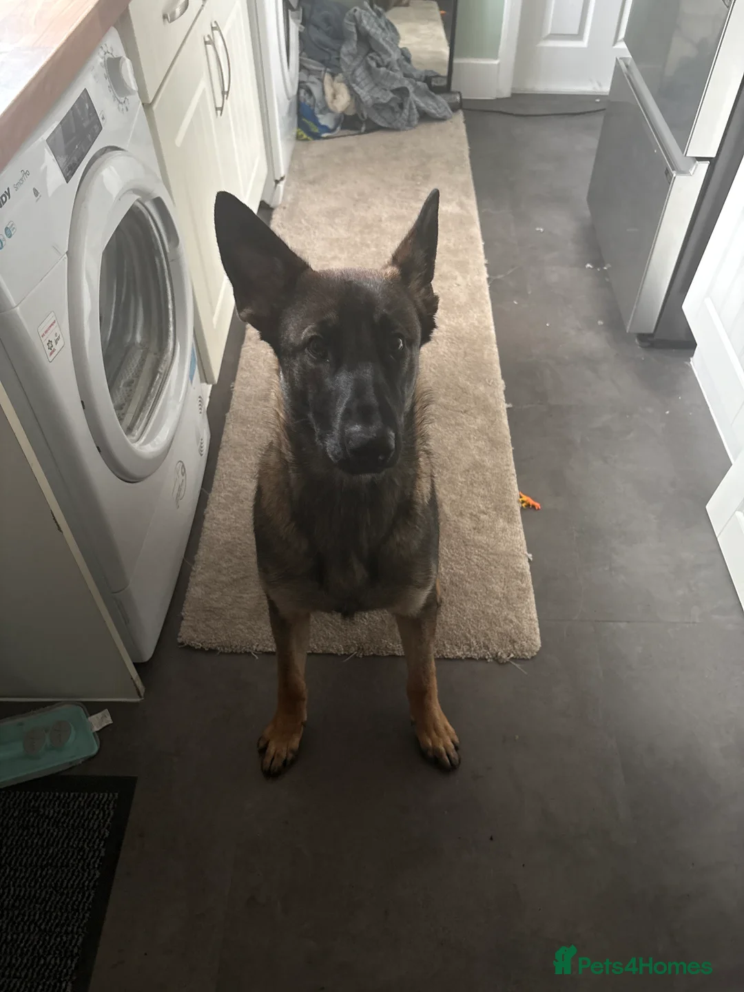 Belgian Shepherd Dog dogs for sale: Belgian Mali 9month old for sale - Advert 3