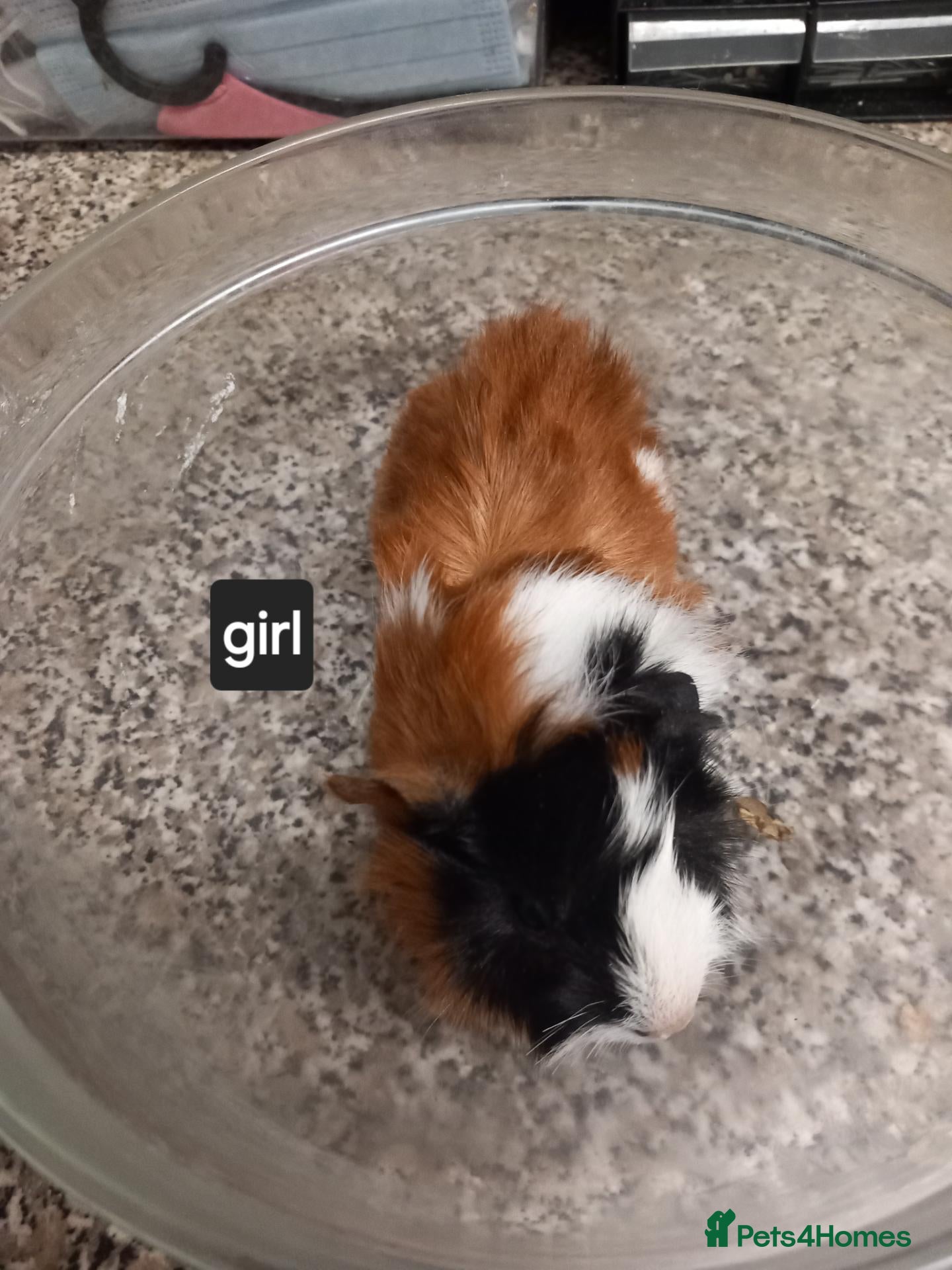 Guinea Pig rodents Baby guinea pigs ready now  - Advert 1