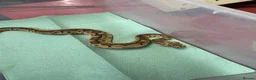 Python Snake reptiles for sale: Ball pythons  in Tredegar - Advert 9